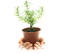 Think Green
